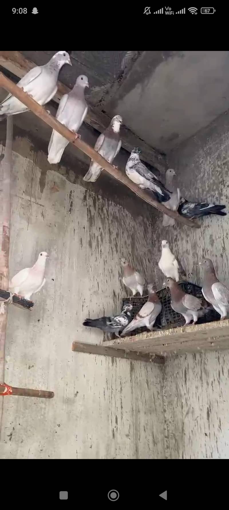pigeon 8