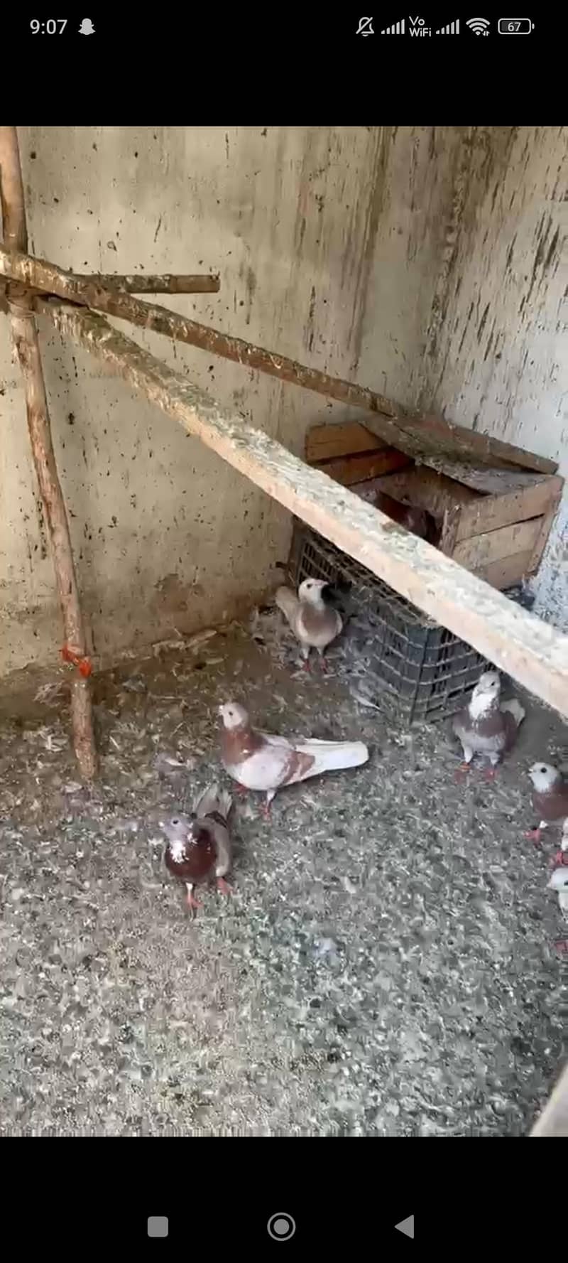pigeon 9