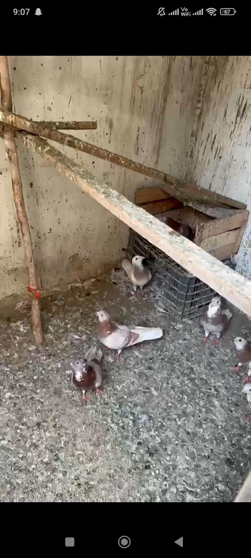 pigeon — photo 10