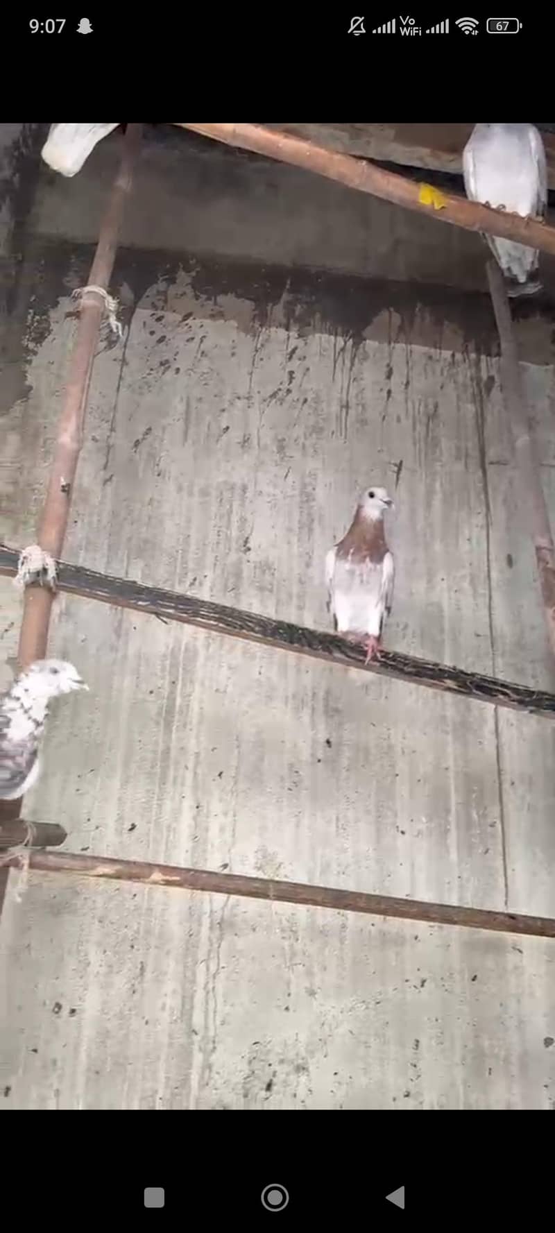 pigeon 10