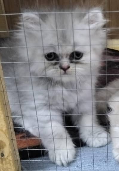 Russian Punch face kitten