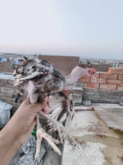 Aseel for Sale