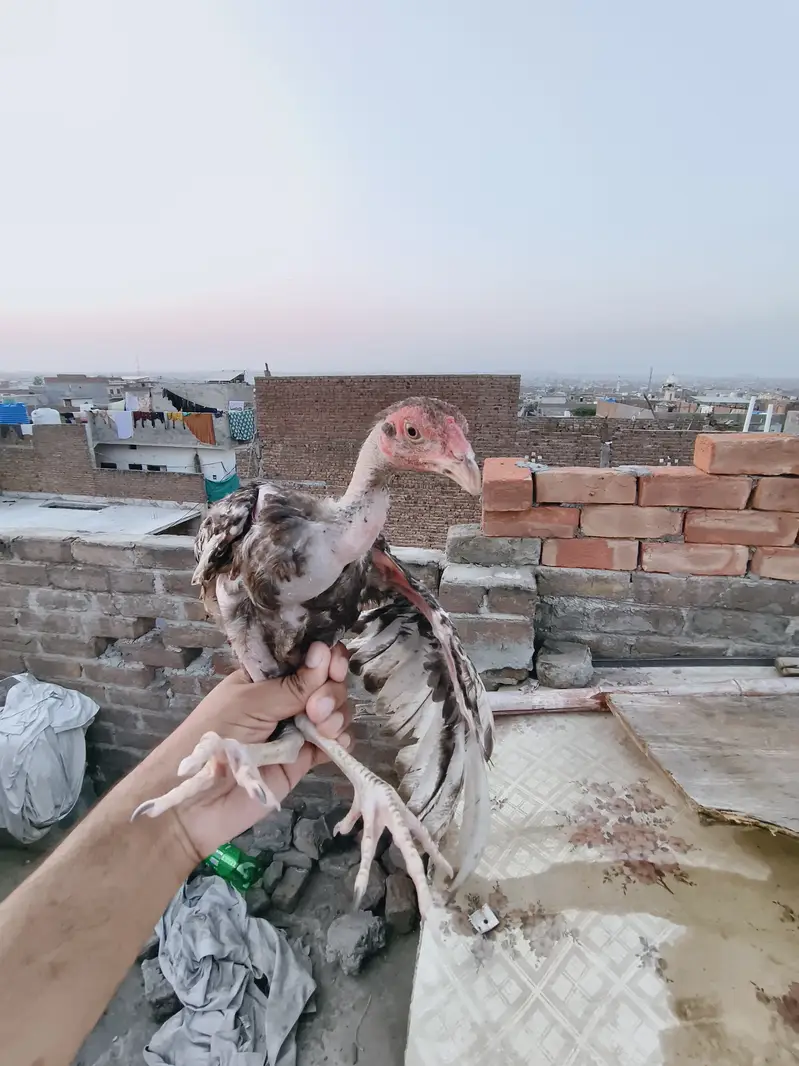 Aseel for Sale — photo 2
