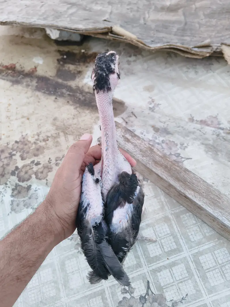 Aseel for Sale — photo 5