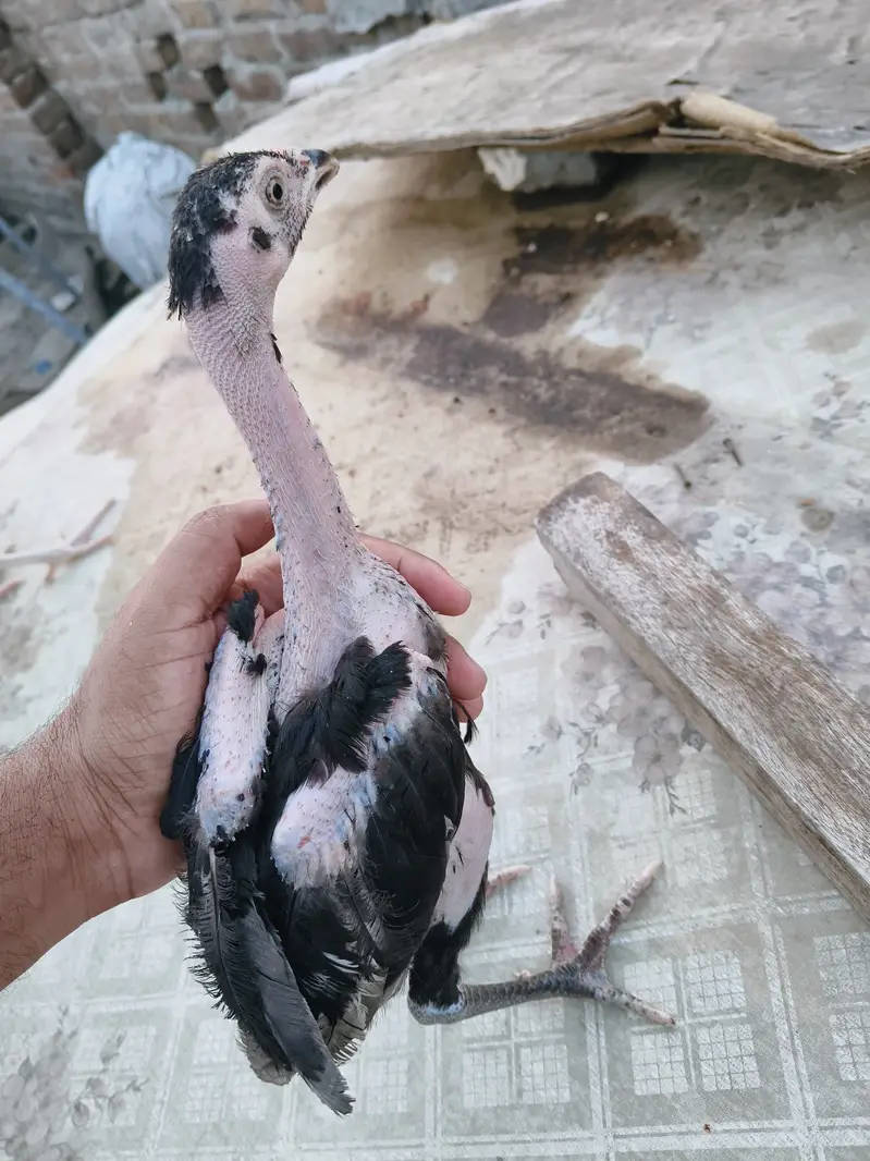 Aseel for Sale — photo 6