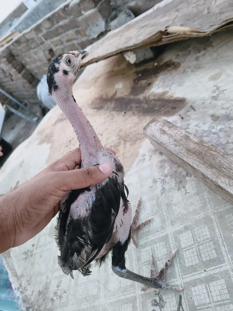 Aseel for Sale — photo 8