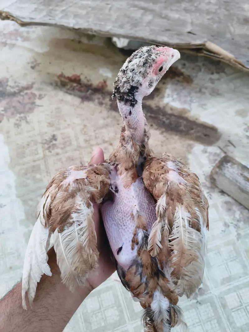 Aseel for Sale — photo 12