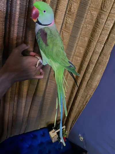 Handtame raw parrot, Alexander parrot, Khasmiri parrot