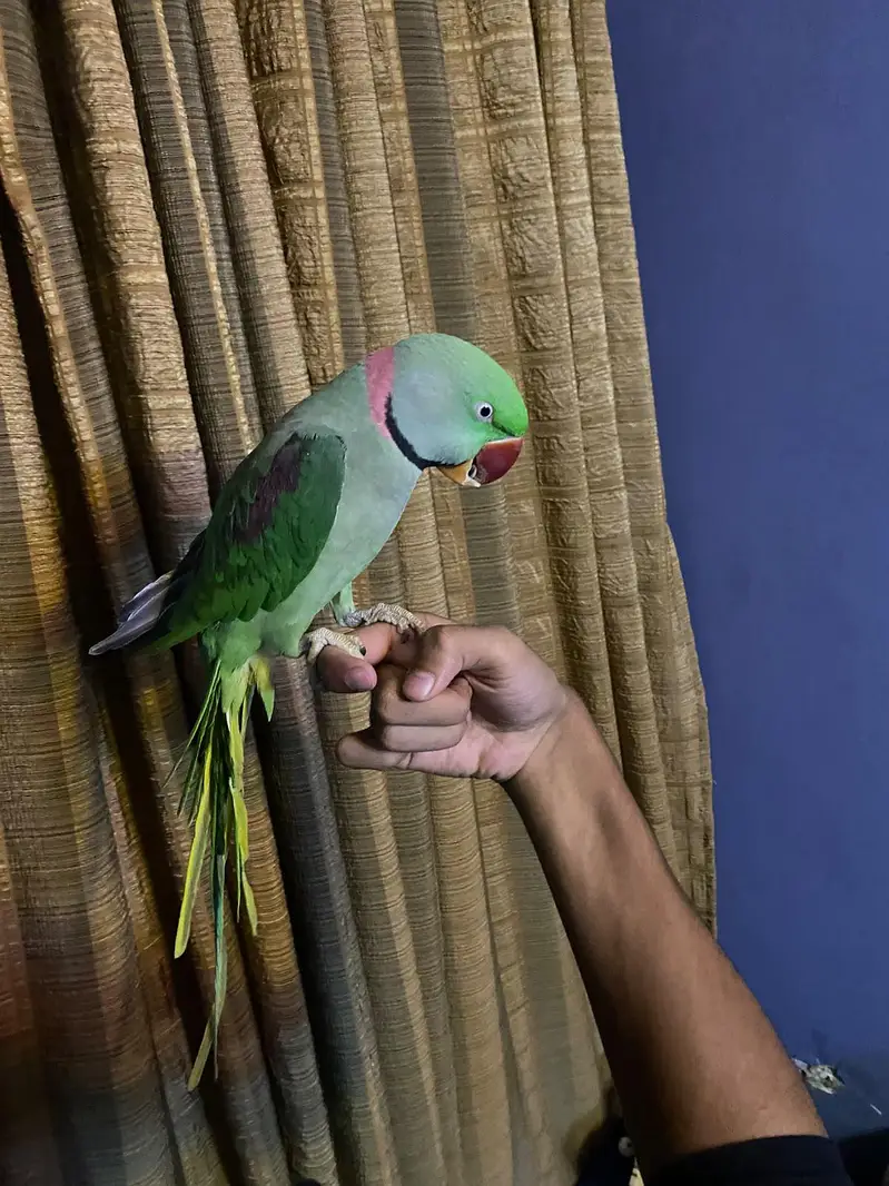 Handtame raw parrot, Alexander parrot, Khasmiri parrot — photo 2