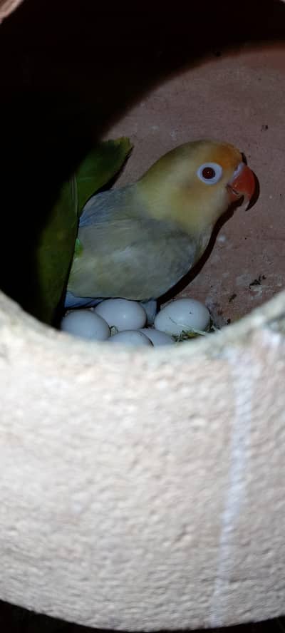 Love birds pale fellow breeders pair for sale