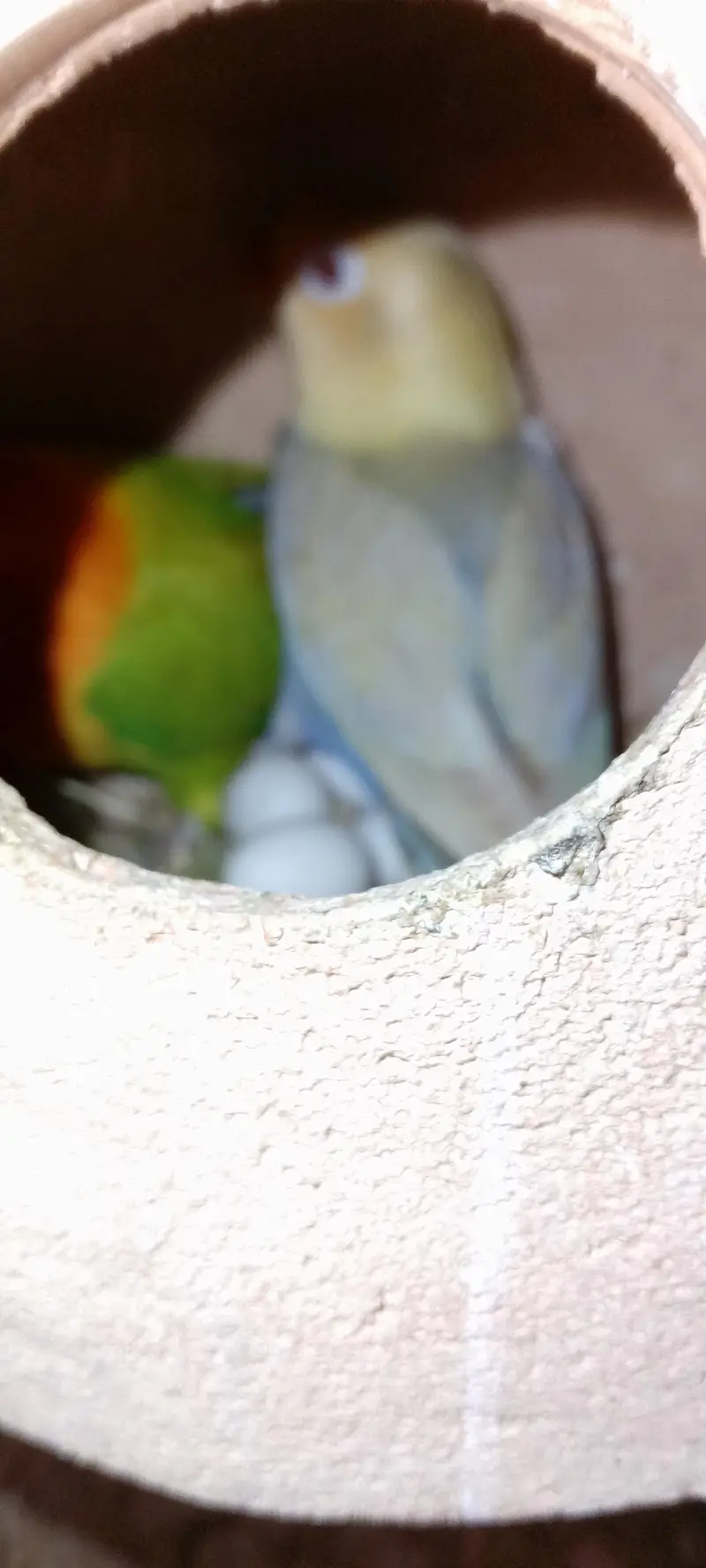 Love birds pale fellow breeders pair for sale — photo 2