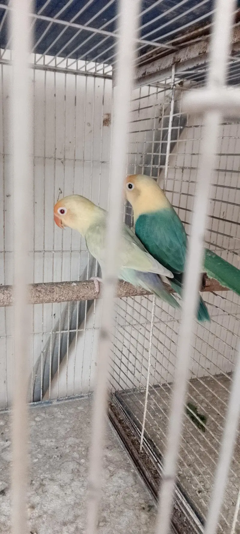 Love birds pale fellow breeders pair for sale — photo 3