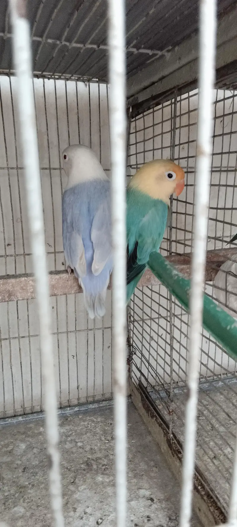 Love birds pale fellow breeders pair for sale — photo 4