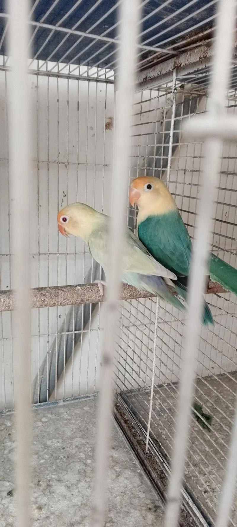 Love birds pale fellow breeders pair for sale — photo 5