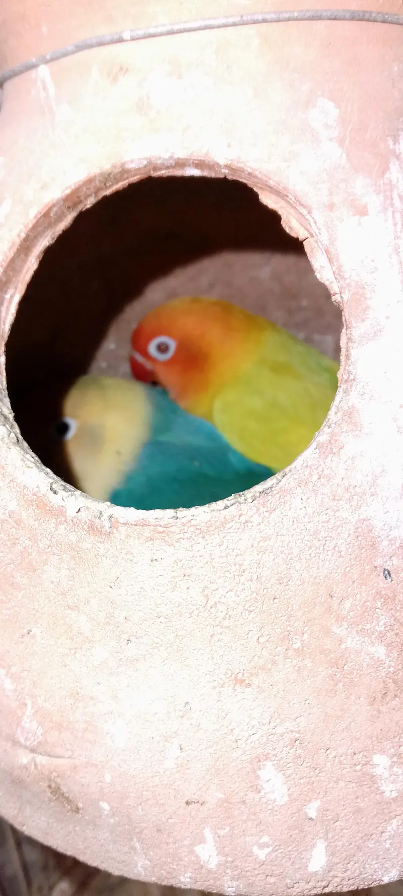 Love birds pale fellow breeders pair for sale — photo 6