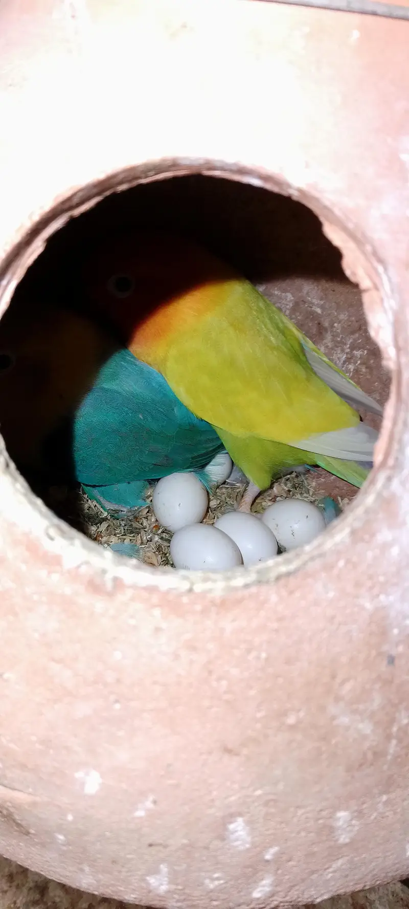Love birds pale fellow breeders pair for sale — photo 7