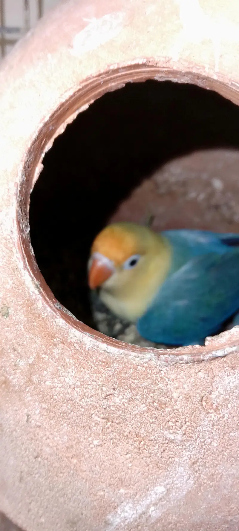 Love birds pale fellow breeders pair for sale — photo 8