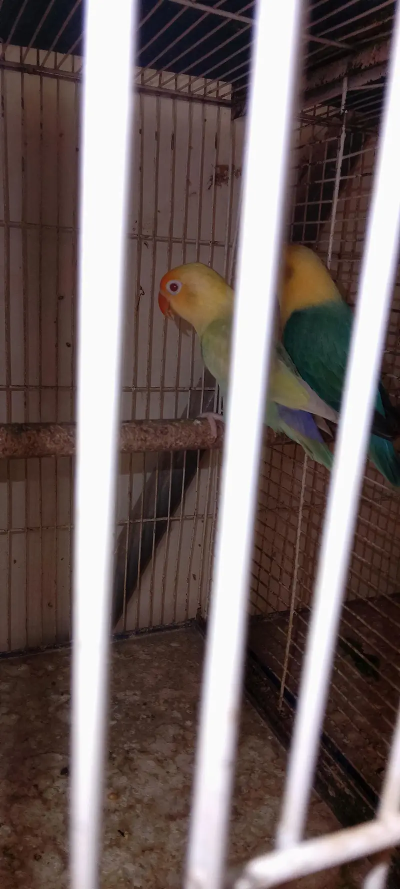 Love birds pale fellow breeders pair for sale — photo 9
