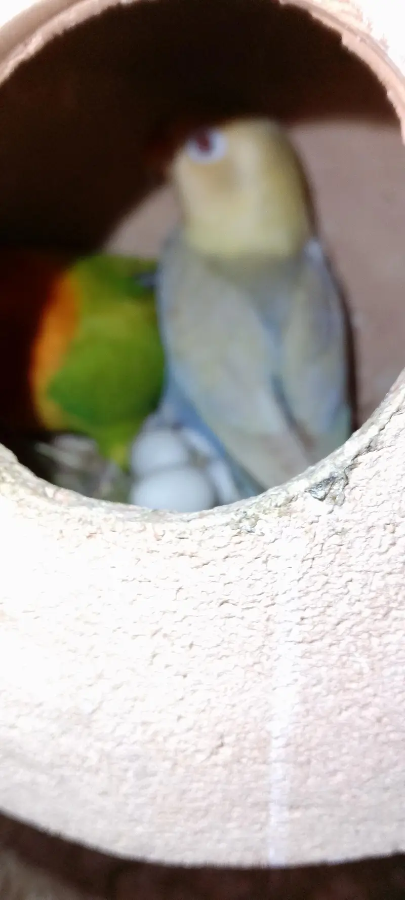 Love birds pale fellow breeders pair for sale — photo 10