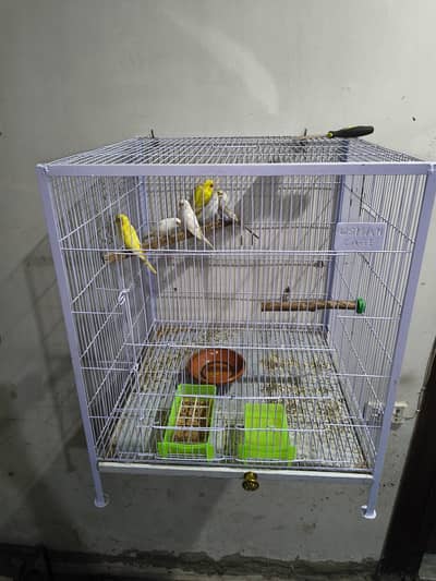 Cage,Lovebirds,Budgies, Cocktail