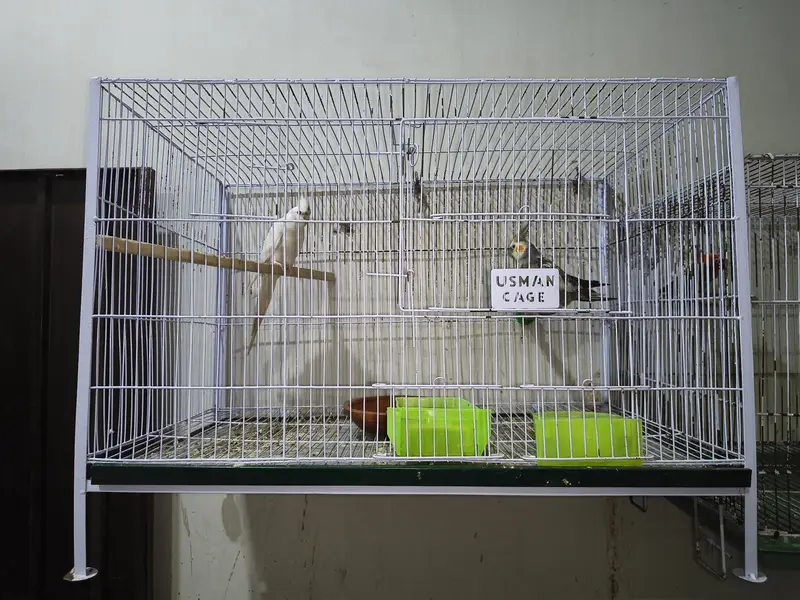 Cage,Lovebirds,Budgies, Cocktail — photo 2