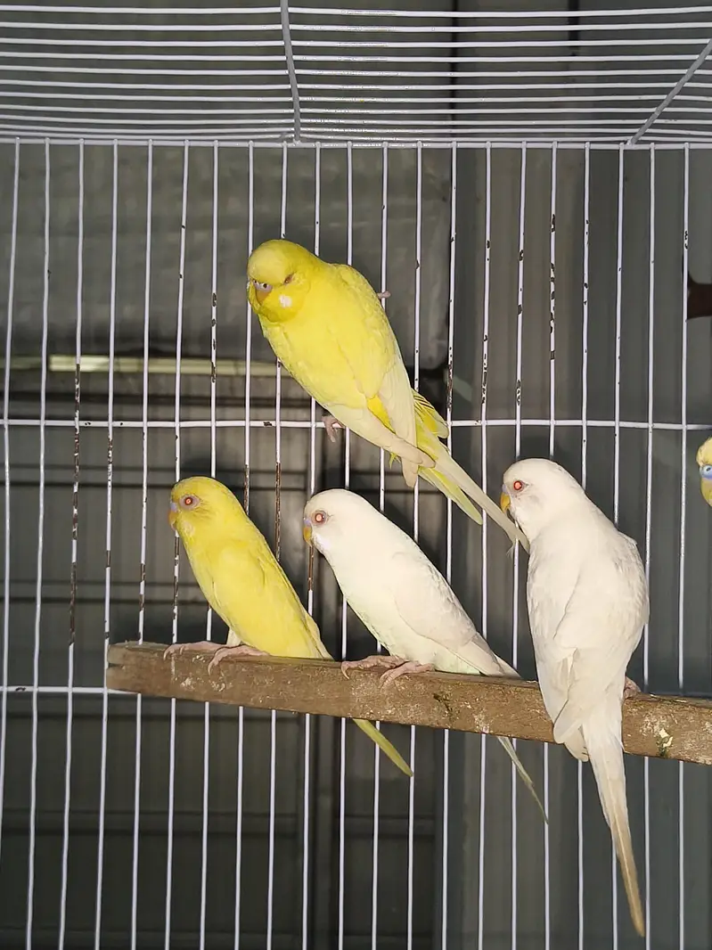 Cage,Lovebirds,Budgies, Cocktail — photo 3