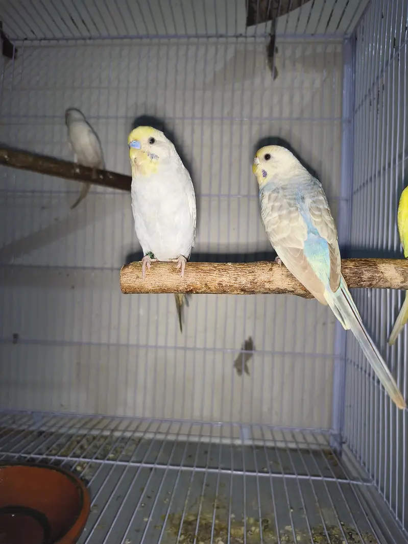 Cage,Lovebirds,Budgies, Cocktail — photo 4