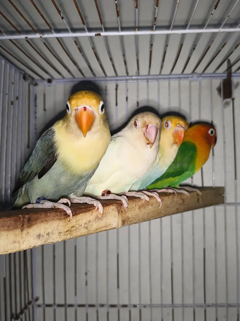 Cage,Lovebirds,Budgies, Cocktail — photo 5