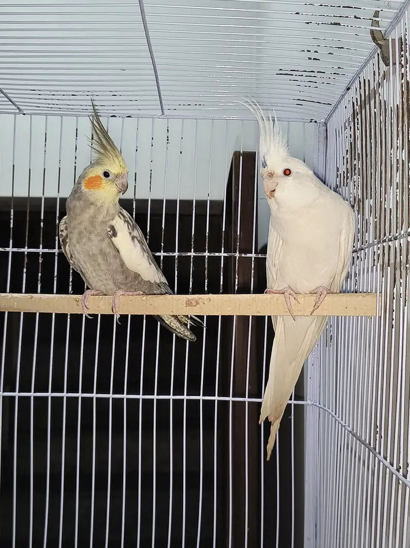 Cage,Lovebirds,Budgies, Cocktail — photo 6