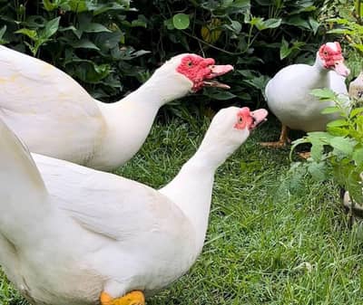 white Muscovy duck Breader
