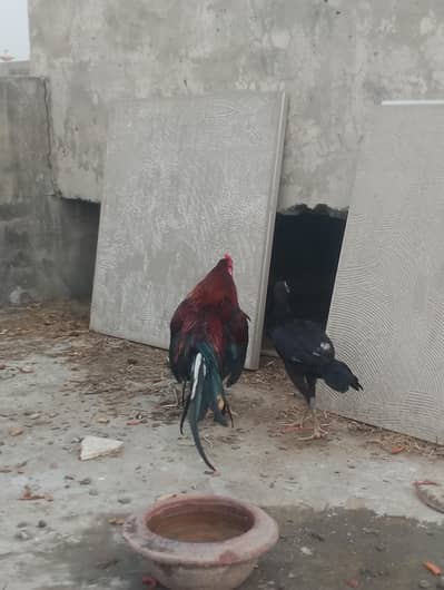 thai hen with two kids patha and ak mianwali ka murgha