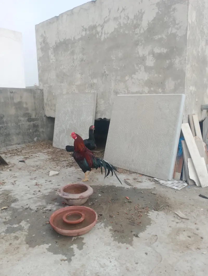 thai hen with two kids patha and ak mianwali ka murgha — photo 2
