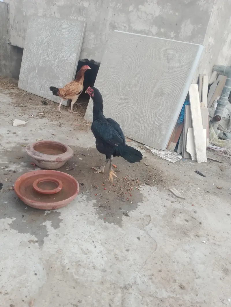 thai hen with two kids patha and ak mianwali ka murgha — photo 3