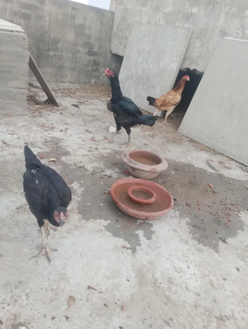 thai hen with two kids patha and ak mianwali ka murgha — photo 4