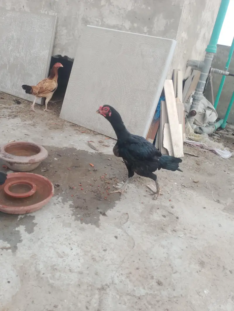 thai hen with two kids patha and ak mianwali ka murgha — photo 5