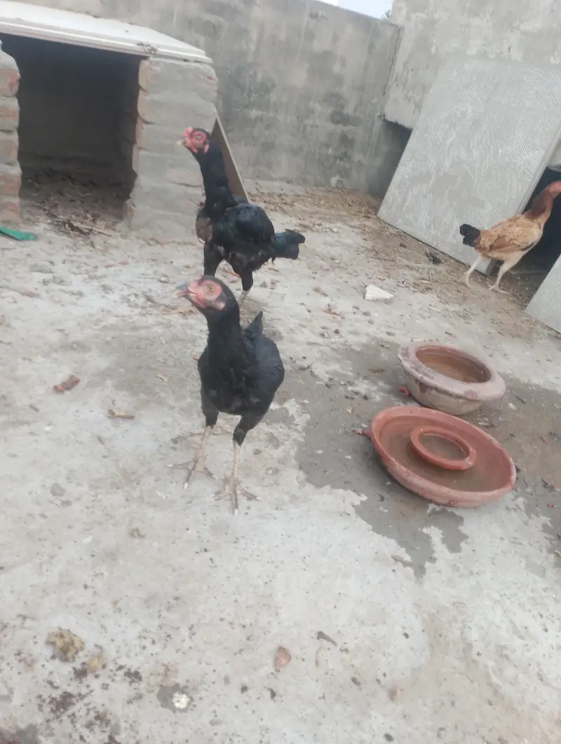 thai hen with two kids patha and ak mianwali ka murgha — photo 6