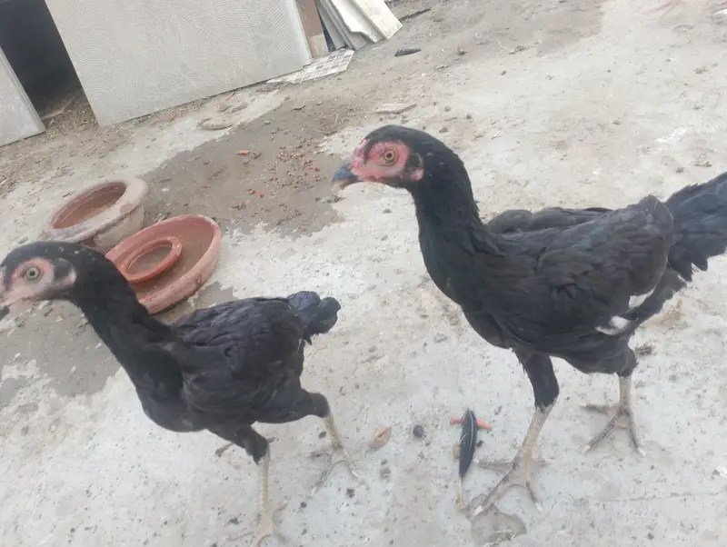 thai hen with two kids patha and ak mianwali ka murgha — photo 7