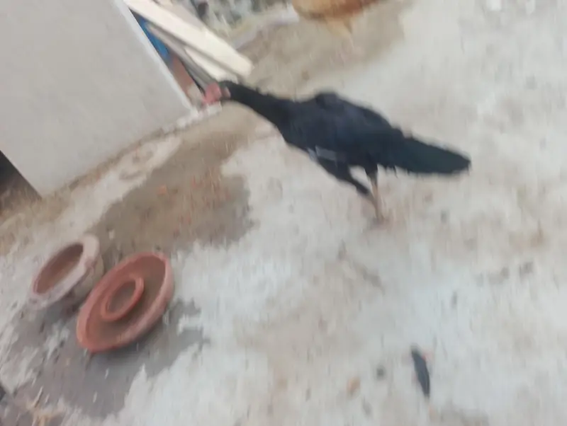 thai hen with two kids patha and ak mianwali ka murgha — photo 8
