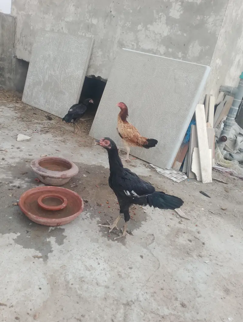 thai hen with two kids patha and ak mianwali ka murgha — photo 9