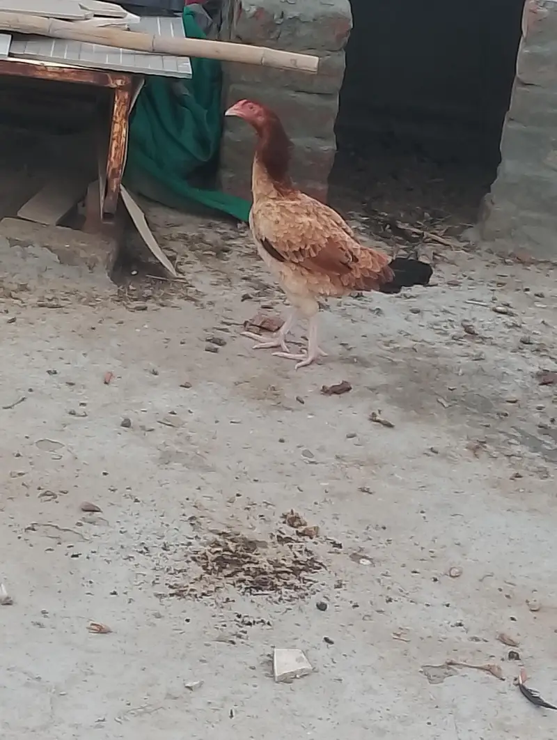 thai hen with two kids patha and ak mianwali ka murgha — photo 10