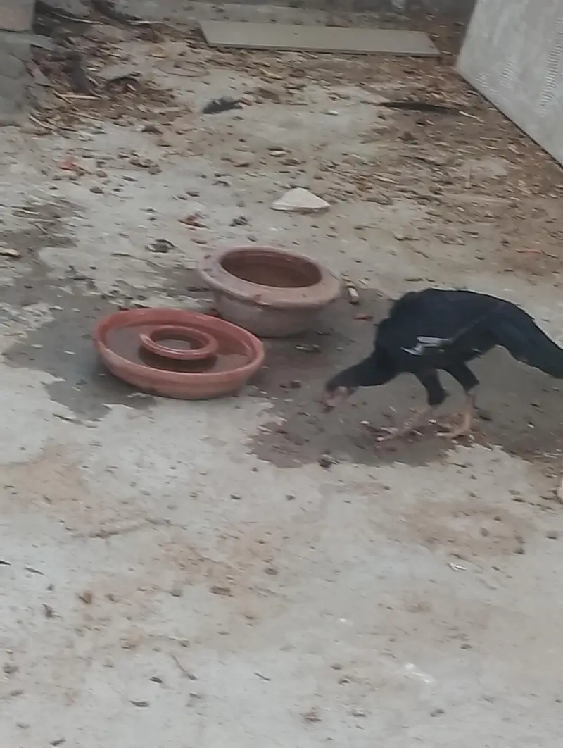 thai hen with two kids patha and ak mianwali ka murgha — photo 11