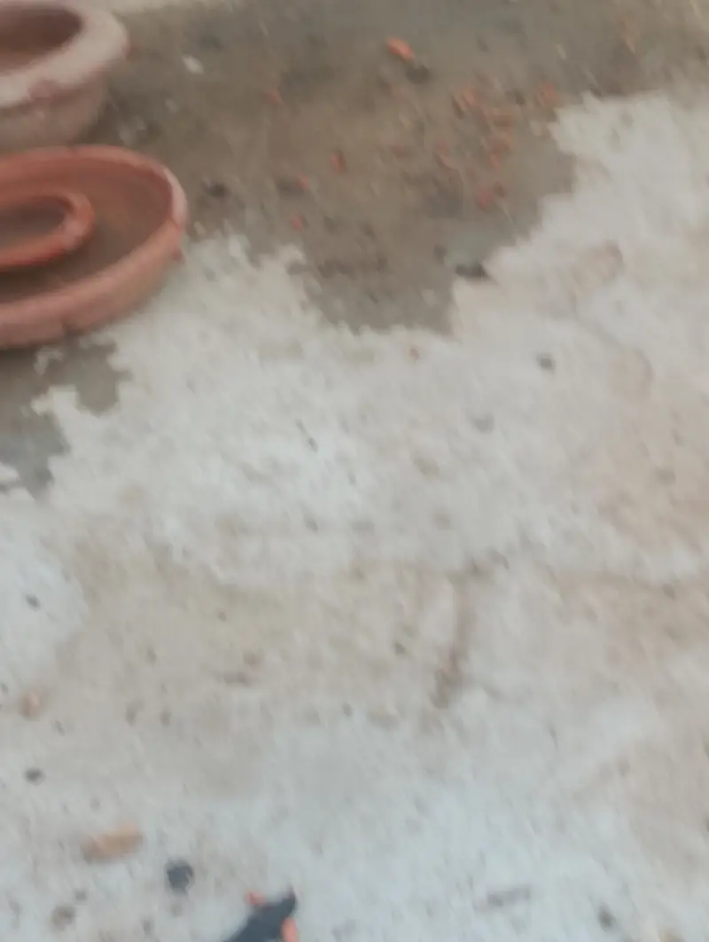 thai hen with two kids patha and ak mianwali ka murgha — photo 12