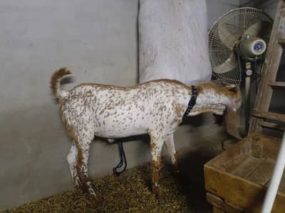 makki chena kheera bakra