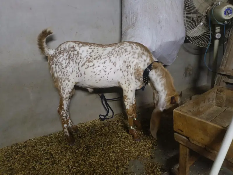 makki chena kheera bakra — photo 2