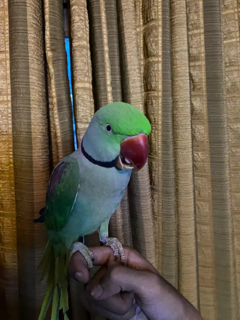 Handtame raw parrot, Alexander parrot, Khasmiri parrot — photo 3