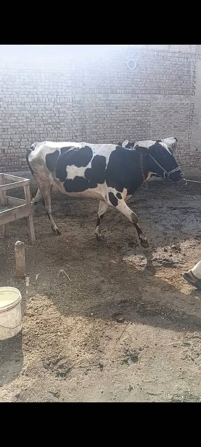 Guban 8.5 months cow