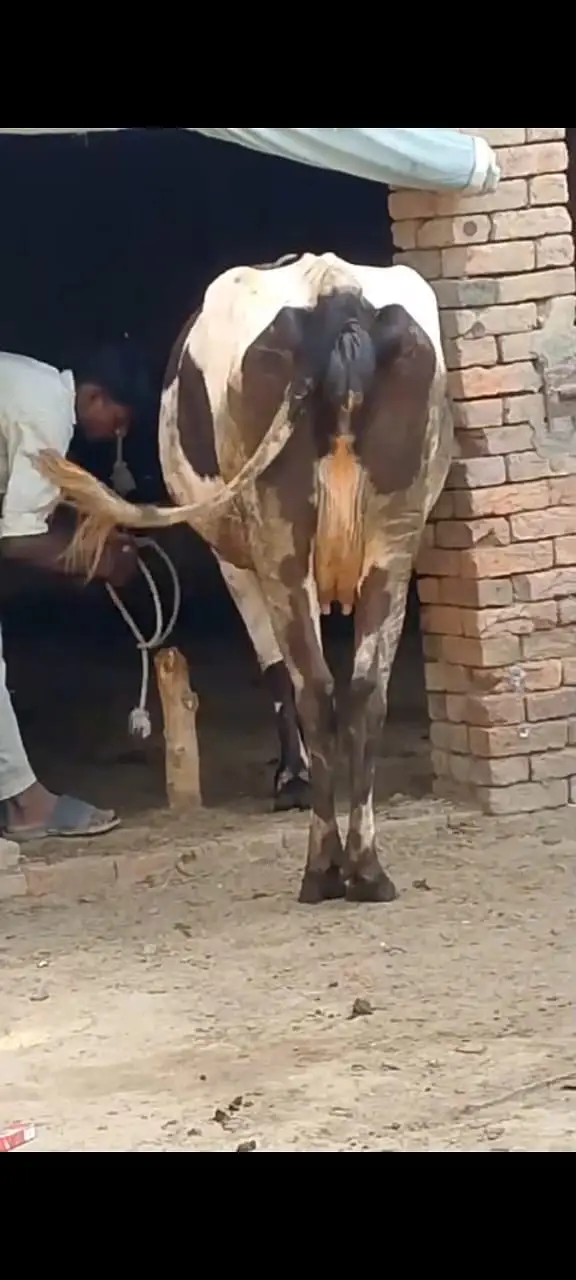 Guban 8.5 months cow — photo 2