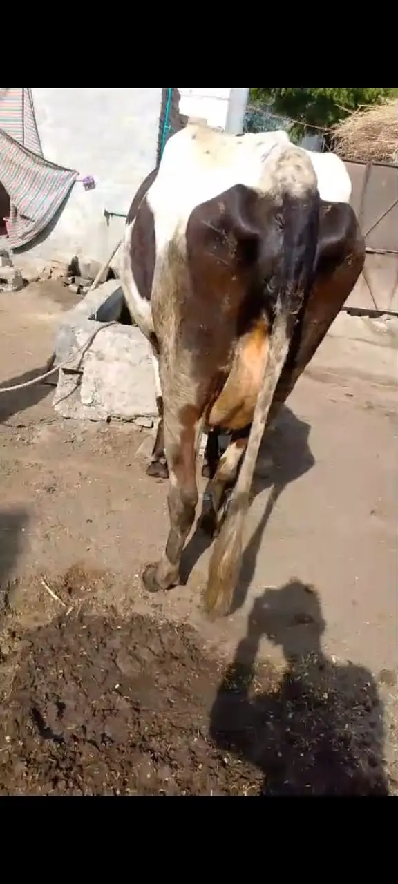 Guban 8.5 months cow — photo 3