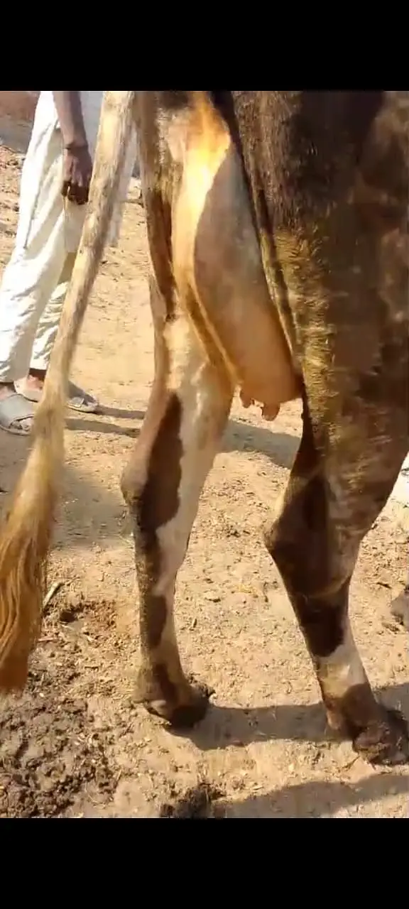 Guban 8.5 months cow — photo 4