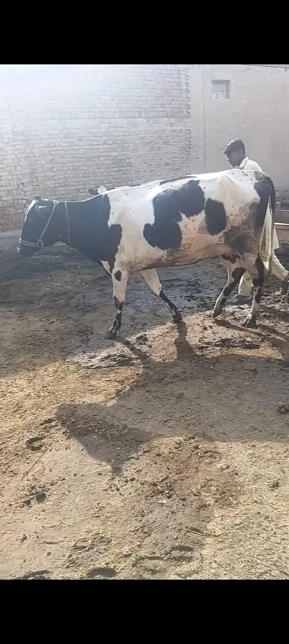 Guban 8.5 months cow — photo 5